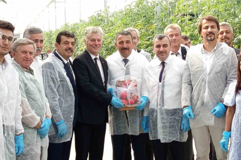 Zonguldak’ta Sera OSB’de ilk domates hasatı gerçekleştirildi