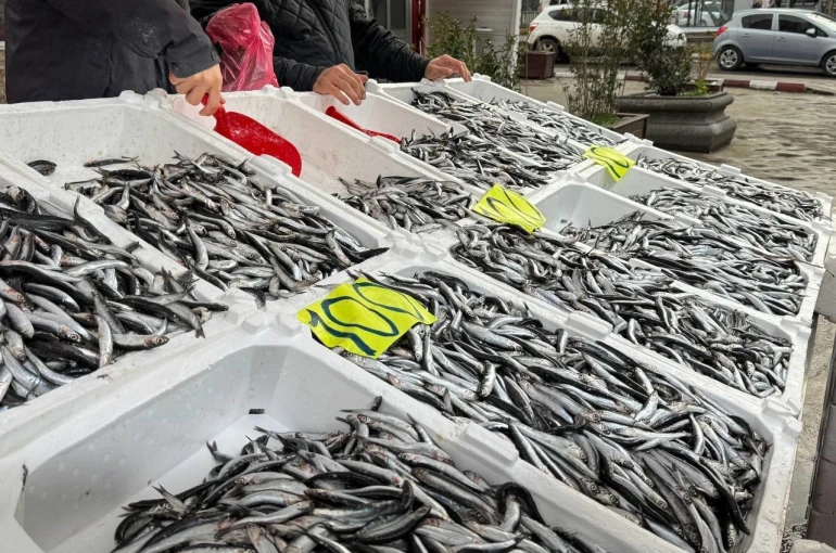 Zonguldak’ta Sevgililer Günü’ne özel hamsi kampanyası: Kilosunu 100 liradan sattılar