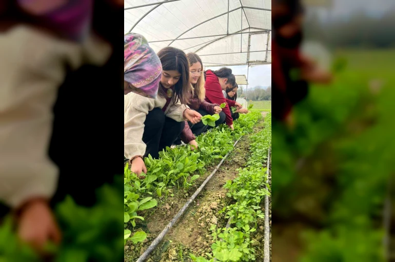 Zonguldak’ta Tarım Lisesi öğrencileri, uygulamalı eğitimde hasat yaptı