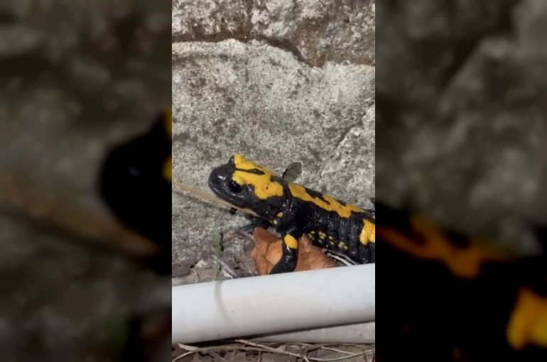 Zorkun Yayla’sının renkli misafiri Türk semenderi