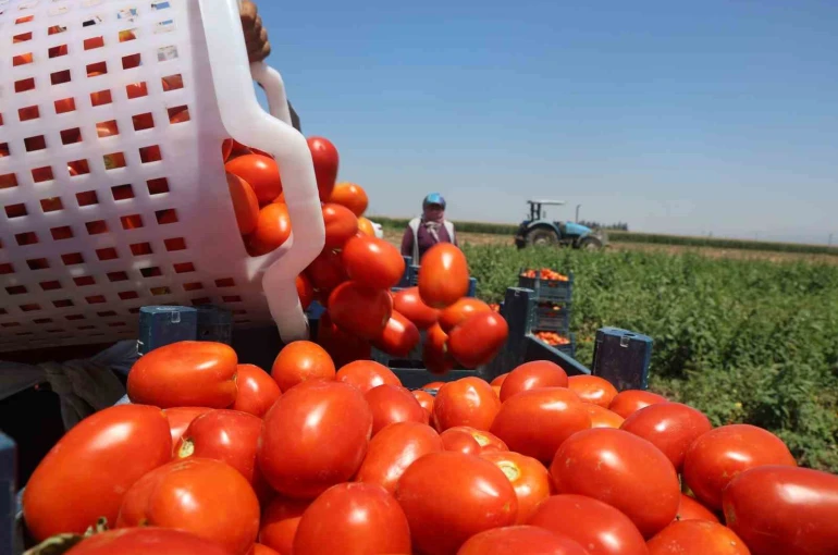 Zorlu mesaiyle kavurucu sıcaklıkta hasadı yapılan domates tarlada 15 TL’den alıcı buluyor