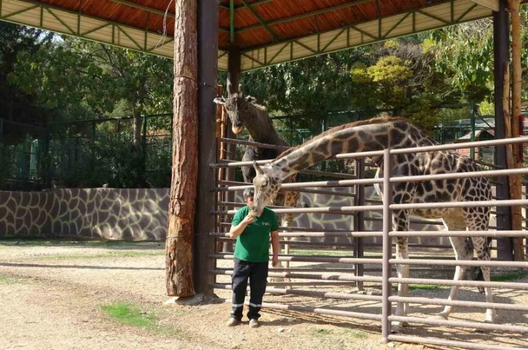 Zürafalar ile bakıcılarının dostluğu şaşırtıyor